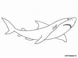 Shark Coloring Great Pages Summer Sharks Printable Color Drawings Designlooter Projects Fish Book sketch template