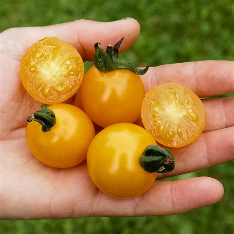 tomatensamen sunviva  kaufen bei gaertner poetschke