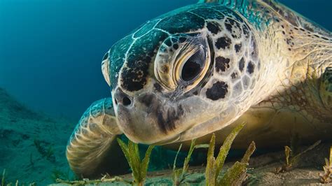 turtle animals underwater wallpapers hd desktop  mobile backgrounds