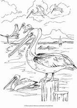 Coloring Birds Gulf Coast Freshwater Pages Wetlands Printable Book Dover Beautiful Bird Resultat Imatges Color Designlooter Drawings Brown Pelicans Getcolorings sketch template
