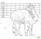 Alpaca Coloring Pages Alpacas Printable Drawing Looks Back Crafts Template Getdrawings sketch template