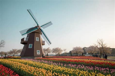Why Is The Netherlands Famous For Tulips Made For