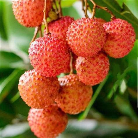 buy bllue pcs litchi liquique lychee garden bonsai planting rare fruit tree seeds