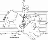 Bull Coloring Riding Pages Bucking Printable Drawing Color Print Pbr Miniature Cowboy Bulls Drawings Sheets Kids Books Popular Coloringhome Cow sketch template