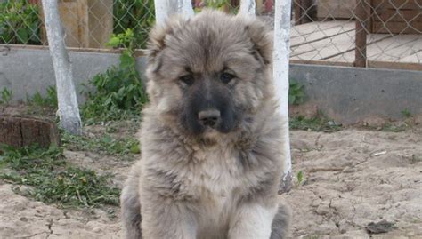 getting a caucasian ovcharka from a rescue shelter