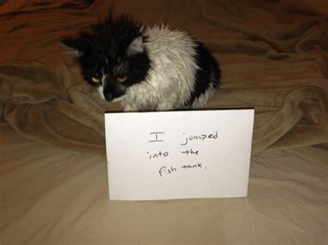 21 hilarious asshole cats being shamed for their crimes