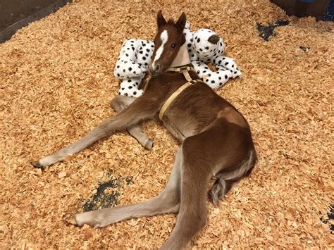 newborn baby horse   broken pelvis rib  fremont  great