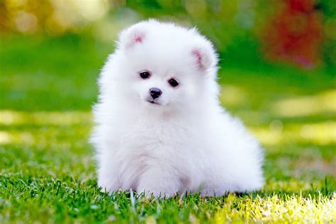 planning    dog heres  list  cute dog breeds pragativadi