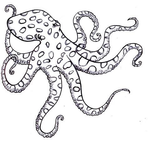simple octopus drawing  getdrawings