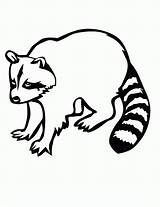 Coloring Raccoon Printable Pages Print sketch template