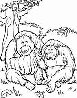 Coloring Orangutan sketch template