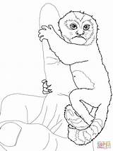 Marmoset Baby Coloring Pygmy Online sketch template