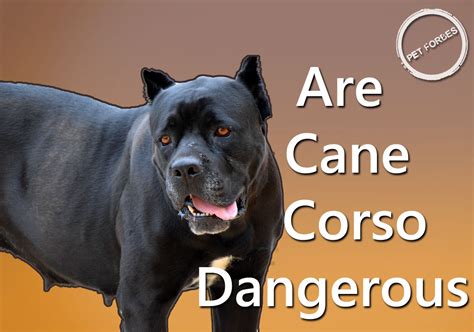cane corso dogs dangerous  aggressive