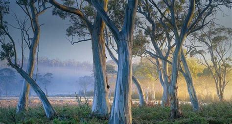 australische schneegummi bäume auch schnee eukalyptus