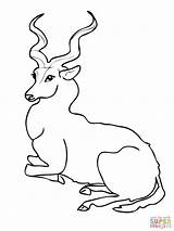 Antelope Kudu sketch template