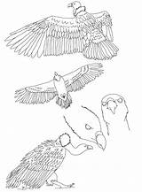 Griffon Vulture Coloring 1kb sketch template
