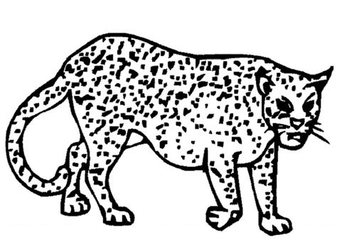 creative people  cheetah coloring pages educative printable