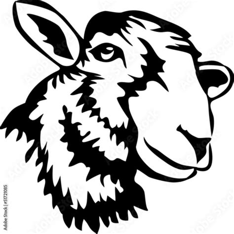 head  sheep stock image  royalty  vector files  fotoliacom pic