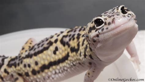 onlinegeckos leopard gecko hatchling eye cute onlinegeckoscom gecko