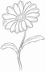 Daisy Draw Drawing Flower Flowers Drawings Cartoon Plant Cartoons Online Painting sketch template