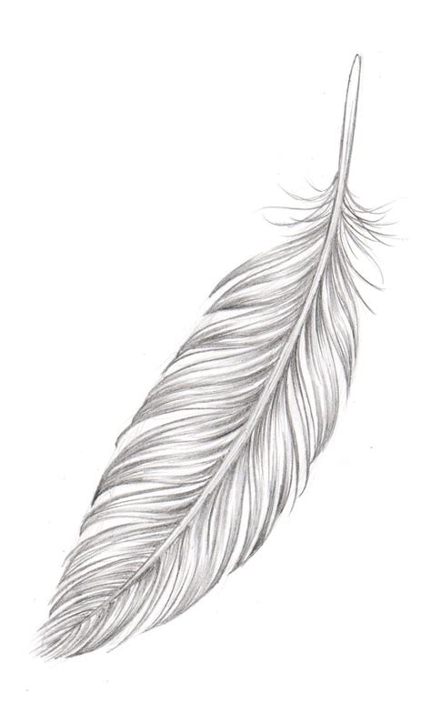 Feather Feather White Feather Tattoos Feather Tattoo Design
