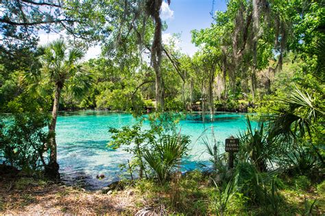 silver glen springs   perfect natural swimming hole  florida