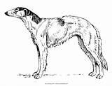 Pobarvanke Colouring Psi Greyhound Pes Lovski Kužki Dinozavri Printablecolouringpages še sketch template