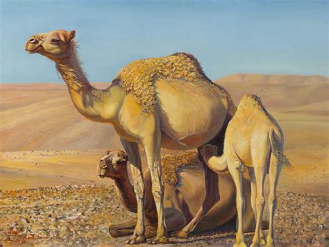 painting camels tribe camels painting modern prints