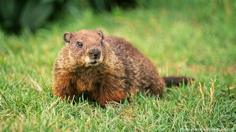 interesting facts  groundhogs  fun facts