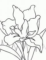 Iris Coloring Flower Pages Flowers Year Drawings Printable Color Drawing Handipoints Olds Line Paint Colouring Cool Old Spring Irises Getdrawings sketch template