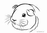 Guinea Cuyos Cavy Cuyo sketch template