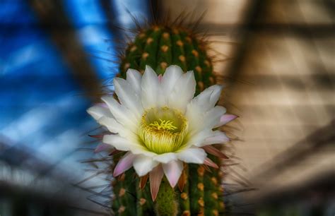 kaktus bluete foto bild pflanzen pilze flechten baeume kakteen