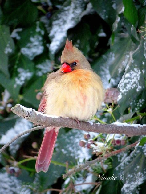 cardinal  winter bird photography winter bird