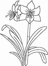 Amaryllis Anemone Designlooter Coloringbay Printables Flower sketch template
