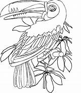 Toucan Animales Christiananswers Mamiferos Salvajes sketch template