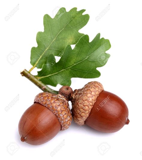 aristotle whys  acorns formal  structural potential