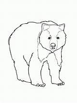 Bear Coloring Pages Brown Grizzly Printable Color Kids Print Corduroy Do American Face Animal Drawing Tô Màu Template Polar Tranh sketch template