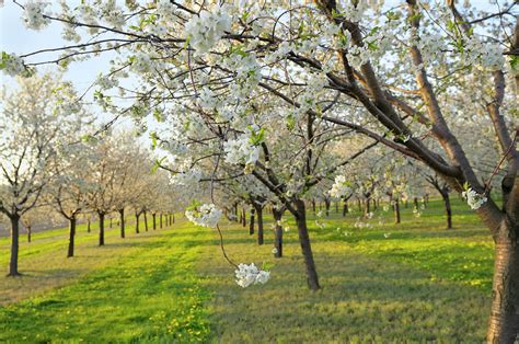 cherry orchard photograph  creativei fine art america