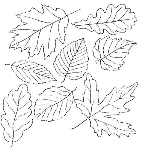 leaf coloring pages    coloringfoldercom idee