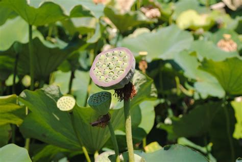 * · azalee · ericacee · anemoni · peonia · zinnie · peonie · camelie · antozoi . Mille usi e curiositÃ  dei fiori di loto dalla cucina alla cosmesi