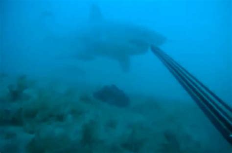 chilling video diver keeps deadly great white shark at bay with spear gun daily star