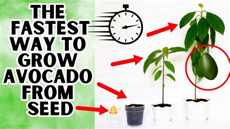The Fastest Way To Grow Avocado From Seed Step By Step Guide Youtube