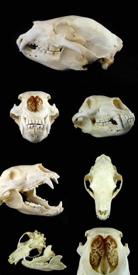 black bear skull  cabinetcuriosities  deviantart