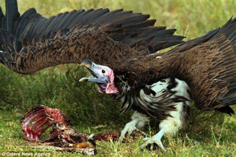 jackal versus vultures in tanzania africa daily mail online