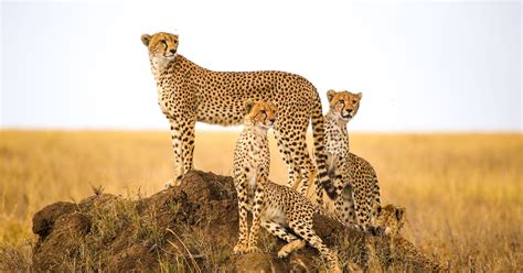 cheetah cub values     black market bloomberg