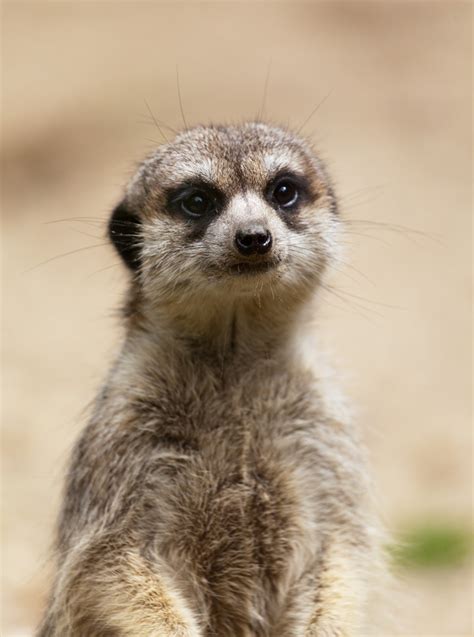 meerkat  stock photo public domain pictures