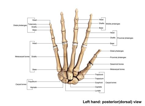 human wrist hand bones obj