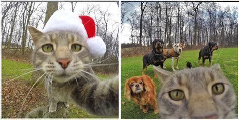 This Cat Is An Expert In Clicking Selfies With Gopro