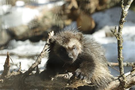 litter  wolverine kits brings adorable triple threat  alaska zoo alaska public media