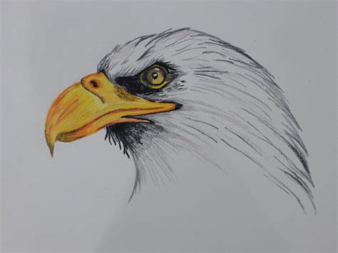 realistic eagle drawing  getdrawings